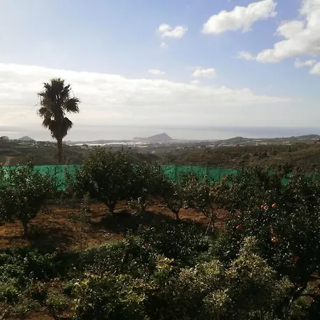Orchard *
