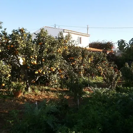 Orchard * Granadilla De Abona