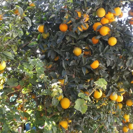 Orchard *
